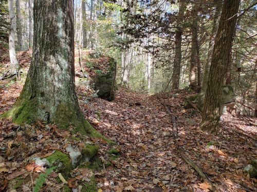 A serene forest path covered in fallen leaves, flanked by tall trees and rocky outcrops.