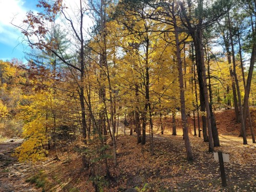 A serene forest scene with tall trees displaying vibrant yellow leaves under a clear blue sky.