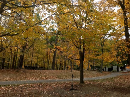 A serene park scene with trees displaying vibrant autumn leaves and a winding path through the golden foliage.