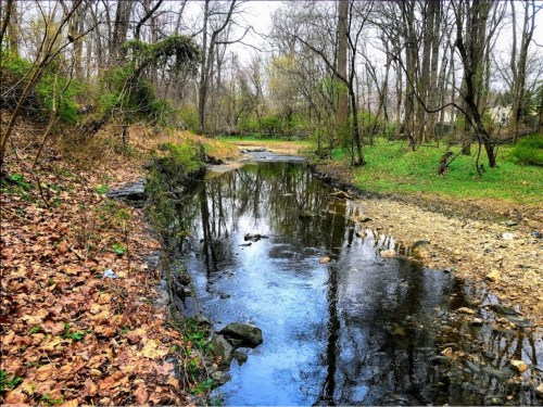 A serene stream flows through a wooded area, surrounded by trees and scattered autumn leaves.
