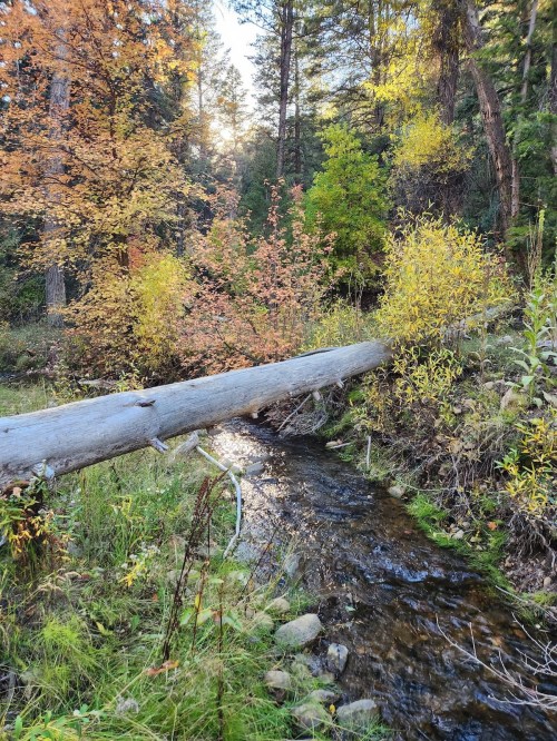 A serene forest scene with a fallen log over a small stream, surrounded by autumn foliage and tall trees.