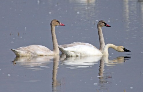 Three swans swimming in calm water, with two gray swans and one white swan, reflecting in the surface.