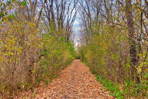 A serene forest path lined with trees, covered in fallen leaves, under a cloudy sky.