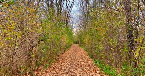A serene forest path lined with trees, covered in fallen leaves, under a cloudy sky.