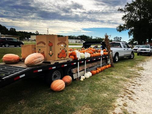 A truck trailer displays various pumpkins and gourds for sale, set against a cloudy sky and grassy field.