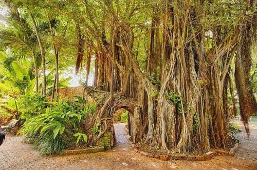A large, sprawling banyan tree with thick roots and lush green foliage in a tropical garden setting.