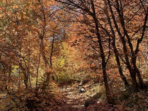 A serene forest path surrounded by vibrant autumn foliage in shades of orange and yellow.