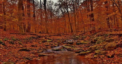 A serene forest scene with a winding stream surrounded by vibrant autumn foliage and fallen leaves.
