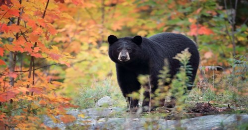 A black bear stands among vibrant autumn foliage, surrounded by colorful leaves and natural greenery.