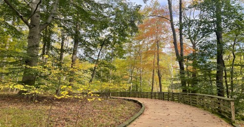 A winding wooden path through a forest with trees displaying autumn colors.