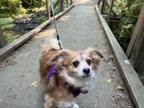 A small, fluffy dog with a purple harness stands on a path near a wooden bridge surrounded by greenery.