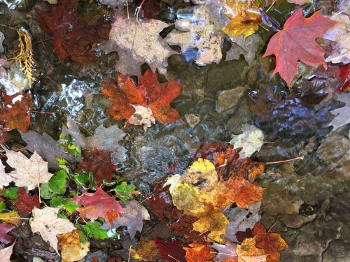 Colorful autumn leaves floating on the surface of a clear stream, with ripples in the water below.