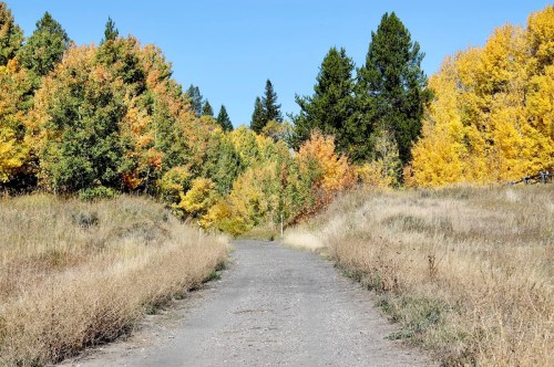 A dirt path surrounded by vibrant autumn trees in shades of yellow and orange under a clear blue sky.