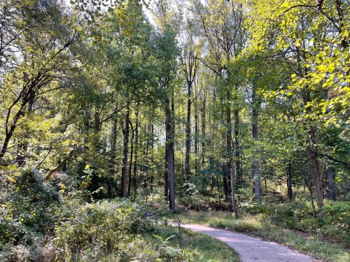 A winding path through a lush green forest with tall trees and dappled sunlight filtering through the leaves.