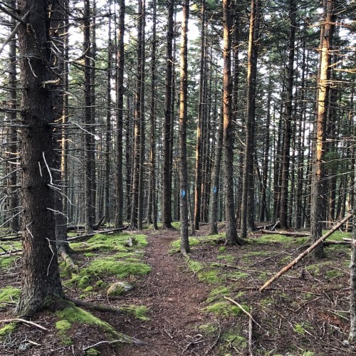 A narrow dirt path winding through a dense forest of tall trees and moss-covered ground.