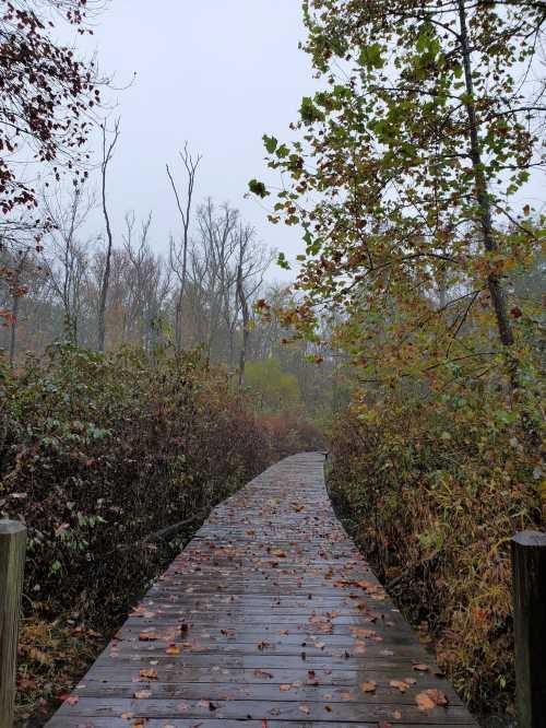 A wooden boardwalk leads through a misty, autumn forest with colorful leaves and bare trees.