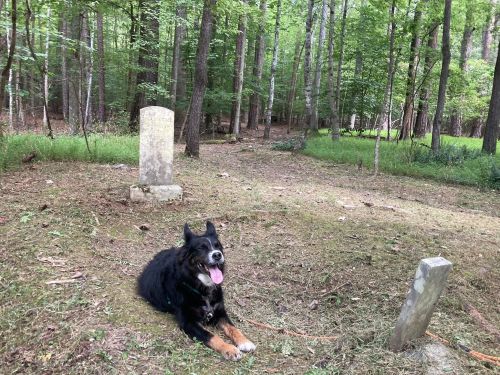 A black dog sits in a forested area near two old gravestones, surrounded by trees and greenery.
