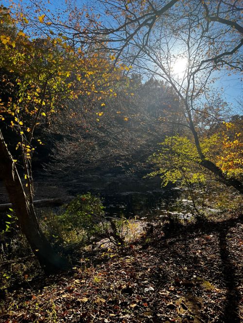 Sunlight filters through autumn leaves, illuminating a serene landscape by a calm water body.