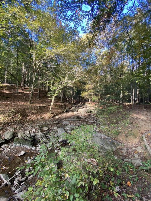 A serene forest scene with a rocky creek surrounded by trees and dappled sunlight filtering through the leaves.