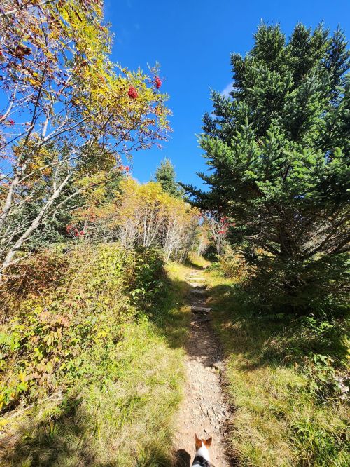 A scenic trail surrounded by colorful trees and greenery, with a dog walking along the path under a clear blue sky.