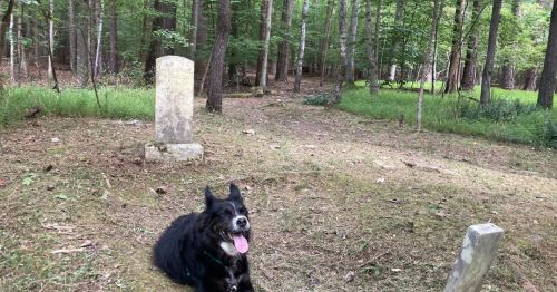 A black dog sits in a grassy area near old gravestones in a wooded setting.
