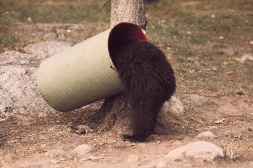 A black bear is partially inside a green bucket, with its back facing the camera, near a tree and rocky ground.