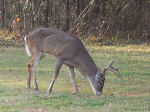 A deer with antlers grazes on grass in a wooded area, surrounded by trees and autumn foliage.