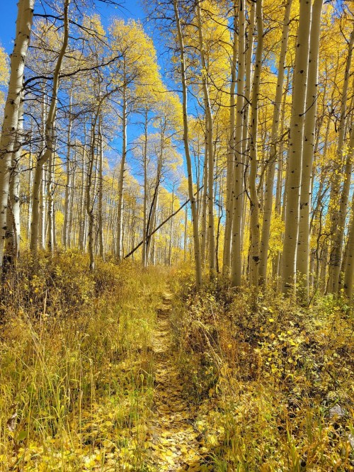 A sunlit path through a forest of tall, golden-leaved trees under a clear blue sky.