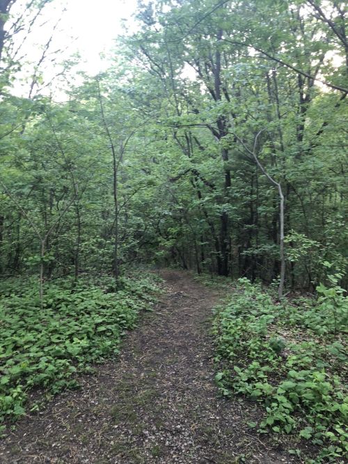 A narrow dirt path winding through a lush green forest with trees and underbrush on either side.