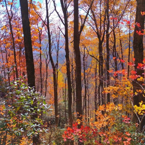 A vibrant autumn forest with trees displaying bright orange and red leaves against a clear blue sky.