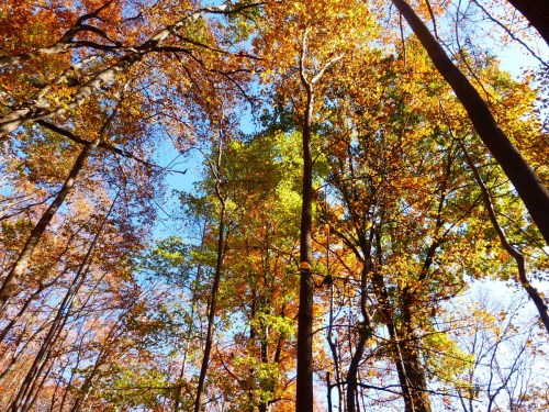 A vibrant forest in autumn, showcasing trees with orange, yellow, and green leaves against a clear blue sky.
