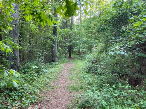 A narrow dirt path winds through a lush green forest, surrounded by tall trees and dense foliage.