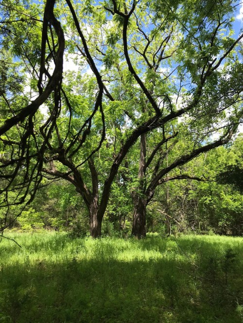 Two large trees with sprawling branches stand in a lush green field under a bright blue sky.