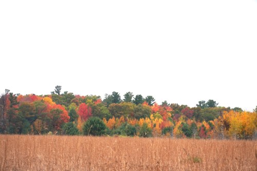 A vibrant autumn landscape featuring colorful trees in shades of red, orange, and yellow against a grassy foreground.