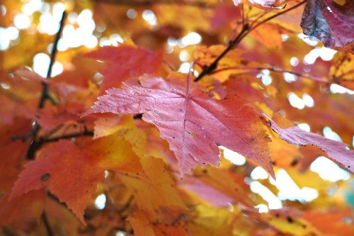 Close-up of vibrant autumn leaves in shades of red and orange, with a soft, blurred background.