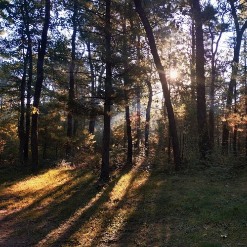 Sunlight filters through trees in a forest, casting long shadows on a grassy path.