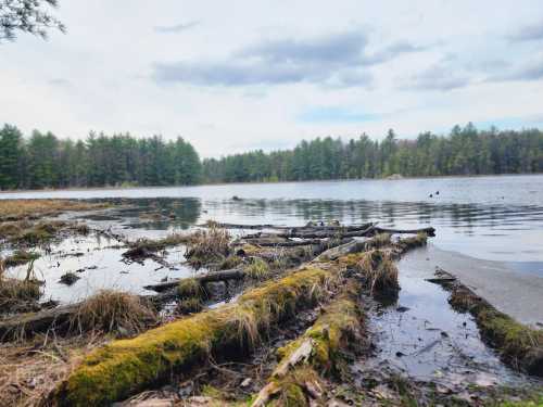 A serene lake scene with moss-covered logs in the foreground and lush green trees lining the shore under a cloudy sky.