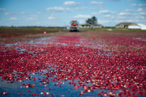 A cranberry bog with bright red cranberries floating on water, and a tractor in the background under a blue sky.
