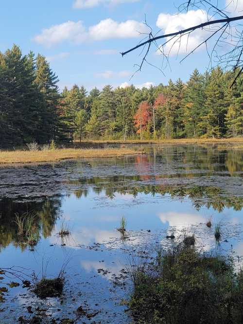 A serene lake surrounded by trees, reflecting clouds and autumn colors in the water.