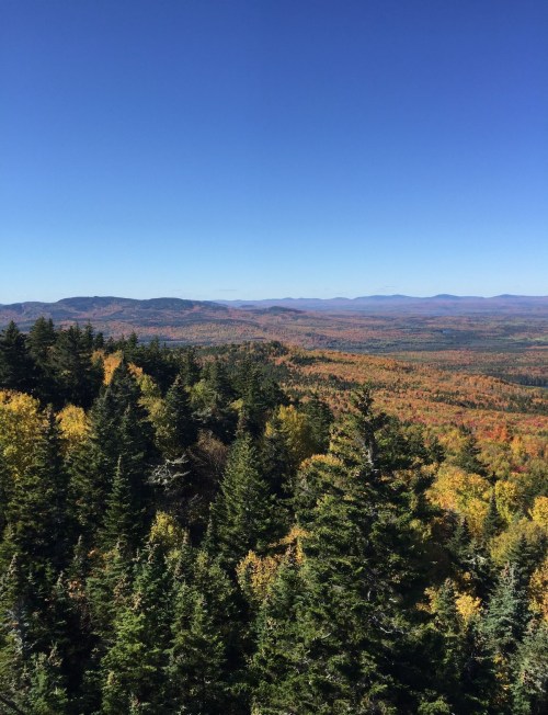 A panoramic view of vibrant autumn foliage covering rolling hills under a clear blue sky.