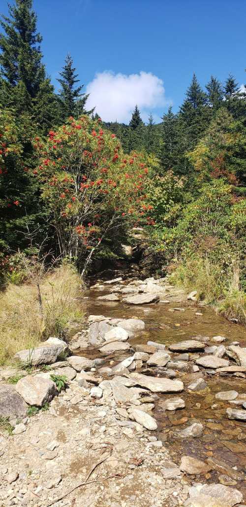 A serene stream flows through a rocky path, surrounded by vibrant trees and a clear blue sky.