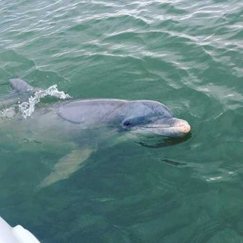 A dolphin swimming near the surface of the water, partially visible with gentle waves around it.