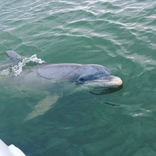 A dolphin swimming near the surface of the water, partially visible with gentle waves around it.