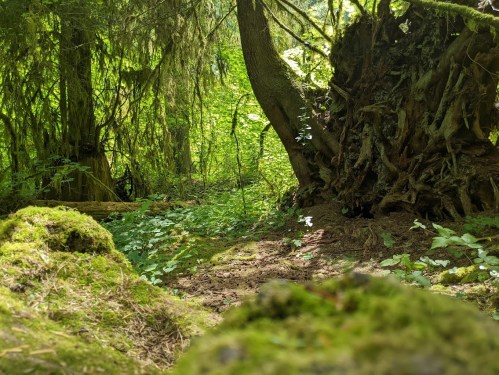 Lush green forest scene with moss-covered rocks and trees, creating a serene, natural atmosphere.