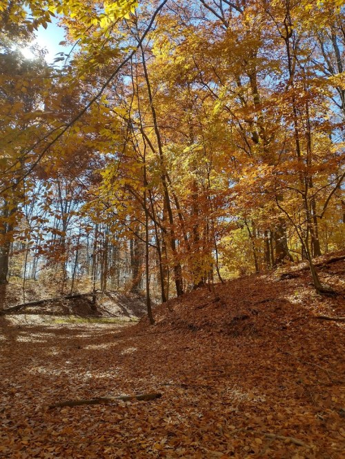 A serene forest scene with vibrant autumn leaves covering the ground and trees in shades of orange and yellow.