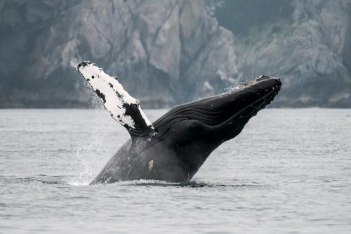 A humpback whale breaches the surface of the water, showcasing its distinctive tail against a rocky backdrop.
