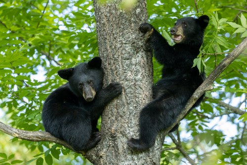 Two black bears playfully climbing a tree, surrounded by lush green leaves.
