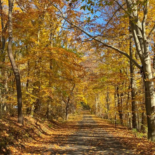 A serene forest path lined with vibrant autumn leaves under a clear blue sky.