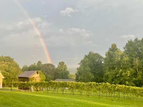 A rainbow arcs over a vineyard with lush green vines and rustic buildings under a cloudy sky.