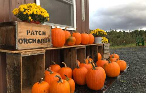 A display of bright orange pumpkins and yellow flowers in wooden crates outside a rustic building.